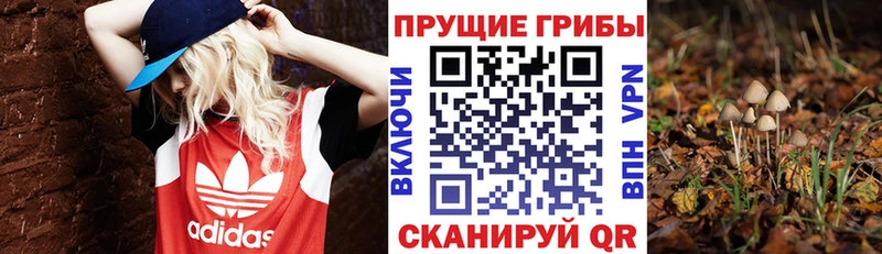 ОМГ ОМГ как войти  Баксан  Псилоцибиновые грибы Psilocybe 